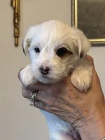 Jackson, a male Morkie for sale in Ukiah, CA – 4 of 10