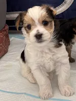 Chance, a male Morkie for sale in Ukiah, CA – 9 of 10