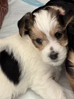 Chance, a male Morkie for sale in Ukiah, CA – 6 of 10