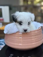 Chase, a male Morkie for sale in Ukiah, CA – 4 of 10