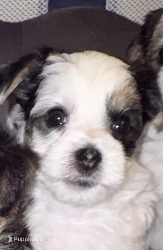 Hunter – Morkie puppy for sale in Ukiah, CA