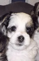 Hunter, a male Morkie for sale in Ukiah, CA – 1 of 10