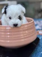 Skipper, a male Morkie for sale in Ukiah, CA – 4 of 10