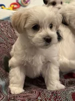 Barclay, a male Morkie for sale in Ukiah, CA – 8 of 10