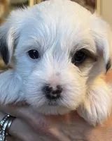 Jackson, a male Morkie for sale in Ukiah, CA – 7 of 10