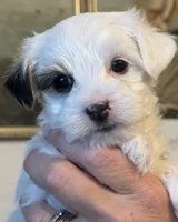 Chase, a male Morkie for sale in Ukiah, CA – 2 of 10
