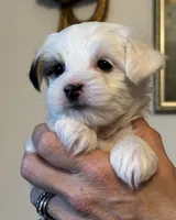 Chase, a male Morkie for sale in Ukiah, CA – 3 of 10