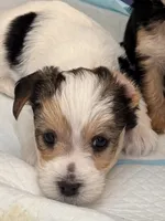 Chance, a male Morkie for sale in Ukiah, CA – 8 of 10