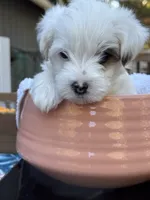 Jackson, a male Morkie for sale in Ukiah, CA – 6 of 10