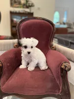 Chase, a male Morkie for sale in Ukiah, CA – 9 of 10