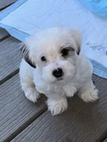 Skipper, a male Morkie for sale in Ukiah, CA – 2 of 10