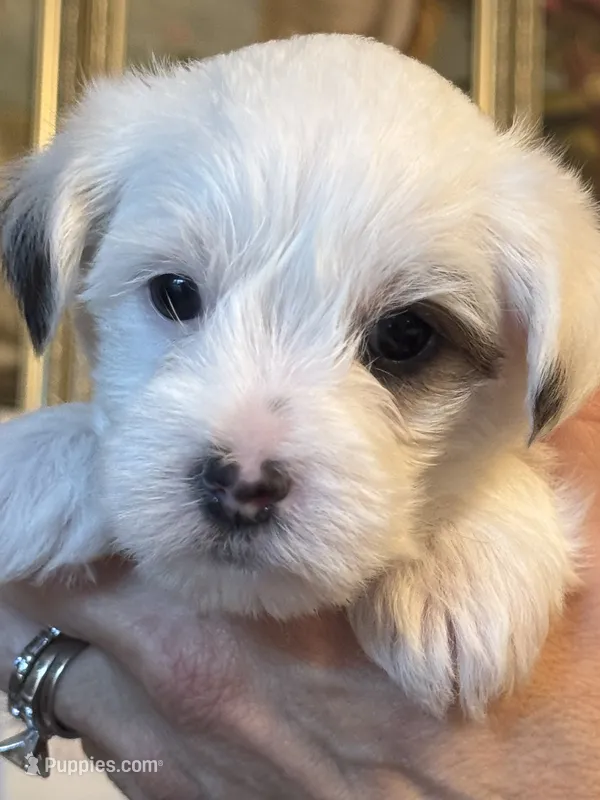 Jackson – Morkie puppy for sale in Ukiah, CA