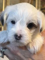 Jackson, a male Morkie for sale in Ukiah, CA – 1 of 10
