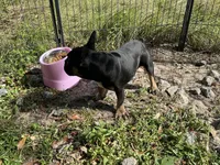 AKC 🌺 Godiva 🌺, a female French Bulldog for sale in Chiefland, FL – 6 of 6