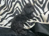 Tamara-teacup, a female Poodle - Toy  for sale in Chiefland, FL – 3 of 7