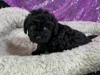 Lulu, a female Poodle - Toy  for sale in Chiefland, FL – 2 of 3