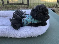 Lulu, a female Poodle - Toy  for sale in Chiefland, FL – 3 of 3