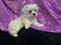 processed/d24fcac9-7691-4375-a7bd-51df9a9f78d1/listing/0df63a16-0ad0-40fe-977c-386d1329a45d/7ff39d66-319a-4726-808d-06c6ab937f9b