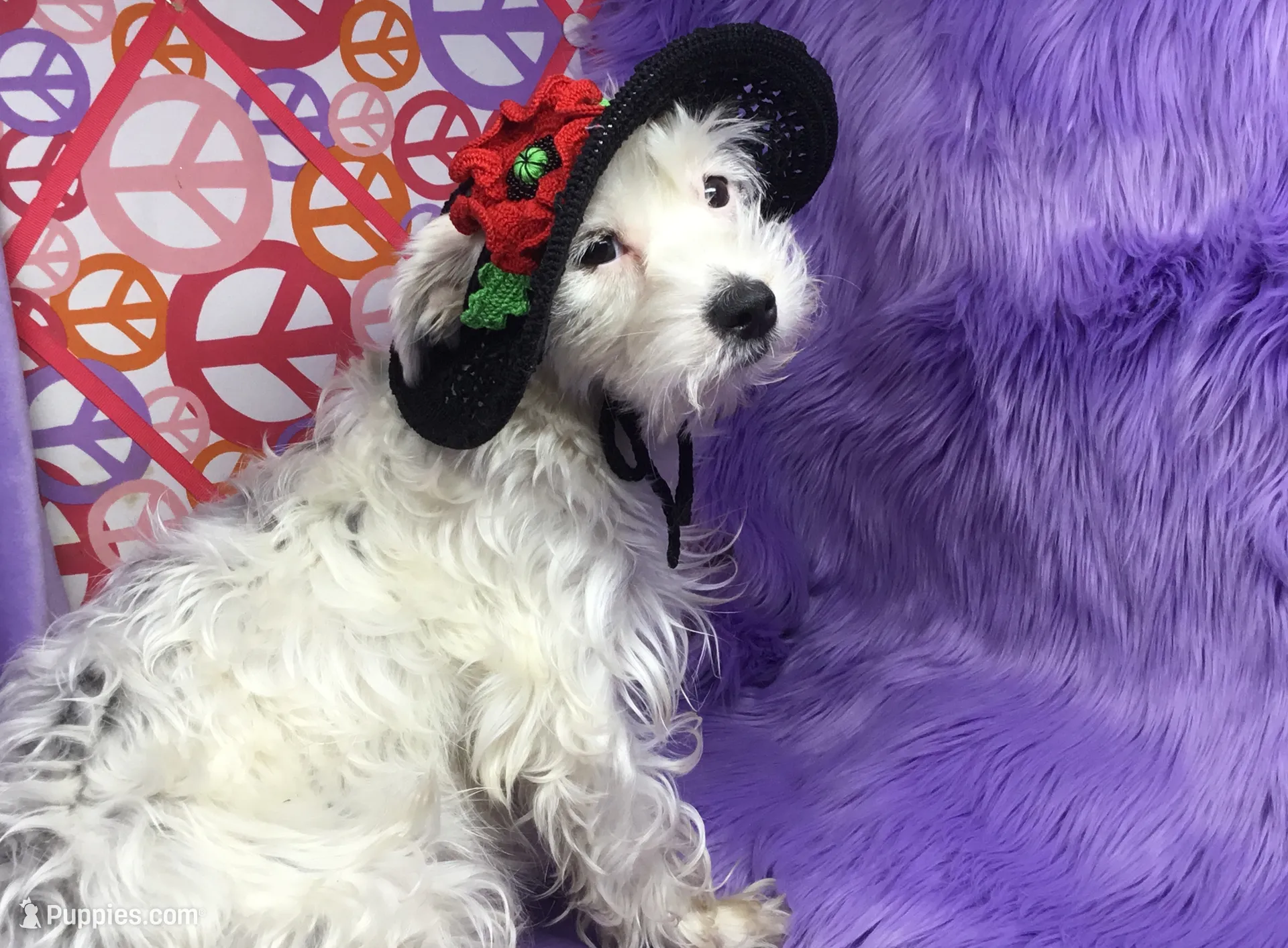 processed/d24fcac9-7691-4375-a7bd-51df9a9f78d1/listing/0df63a16-0ad0-40fe-977c-386d1329a45d/ae2e25db-2a2d-4402-b1f1-486b331cc630