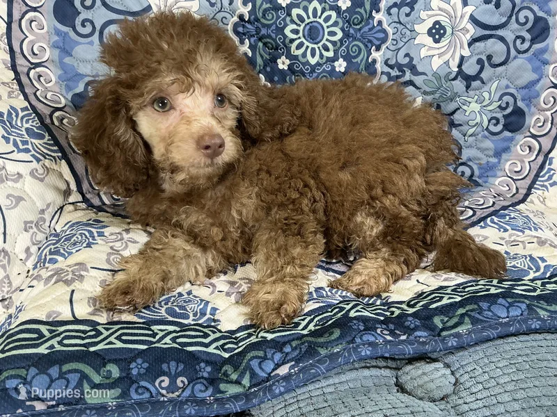 Taffee – Yorkipoo, Poodle - Miniature  puppy for sale in Chiefland, FL
