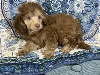 Taffee 🌺Reduced 🌺, a male Yorkipoo and Poodle - Miniature  for sale in Chiefland, FL – 1 of 6