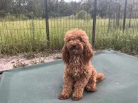 Neutered Ragu, a male Poodle - Miniature  for sale in Chiefland, FL – 1 of 4