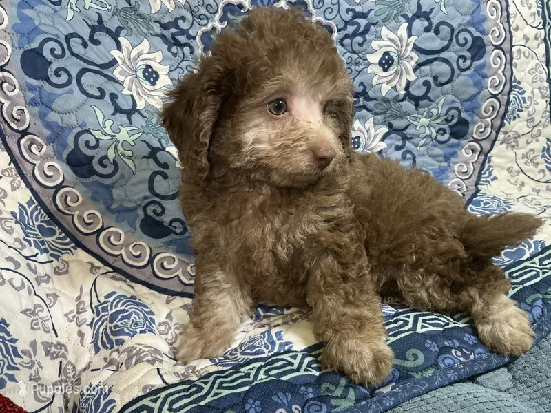 Taffee – Yorkipoo, Poodle - Miniature  puppy for sale in Chiefland, FL