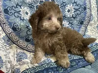 Taffee, a male Yorkipoo and Poodle - Miniature  for sale in Chiefland, FL – 1 of 2