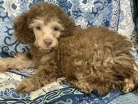 Taffee 🌺Reduced 🌺, a male Yorkipoo and Poodle - Miniature  for sale in Chiefland, FL – 3 of 6