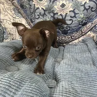 Coco Puff, a male Chihuahua for sale in Chiefland, FL – Photo 5 of 7