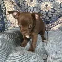 Coco Puff, a male Chihuahua for sale in Chiefland, FL – Photo 4 of 7