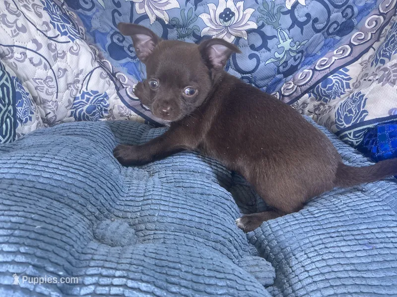 Coco Puff – Chihuahua puppy for sale in Chiefland, FL