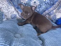 Coco Puff, a male Chihuahua for sale in Chiefland, FL – Photo 1 of 7