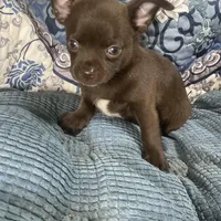 Coco Puff, a male Chihuahua for sale in Chiefland, FL – Photo 3 of 7