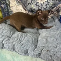 Coco Puff, a male Chihuahua for sale in Chiefland, FL – Photo 6 of 7