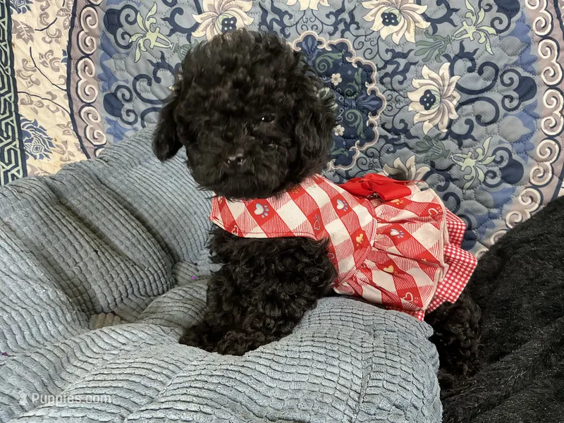 Tamara – Poodle - Toy  puppy for sale in Chiefland, FL