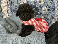 Tamara, a female Poodle - Toy  for sale in Chiefland, FL – 1 of 9
