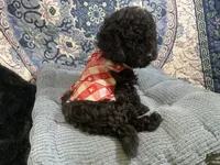 Tim, a male Poodle - Toy  for sale in Chiefland, FL – 6 of 7