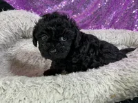 Tamara, a female Poodle - Toy  for sale in Chiefland, FL – 2 of 5