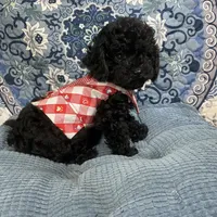 Tim, a male Poodle - Toy  for sale in Chiefland, FL – 1 of 7
