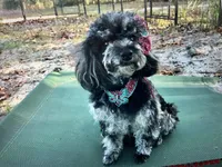 Chocolate Chip, a male Yorkipoo and Poodle - Miniature  for sale in Chiefland, FL – 5 of 5