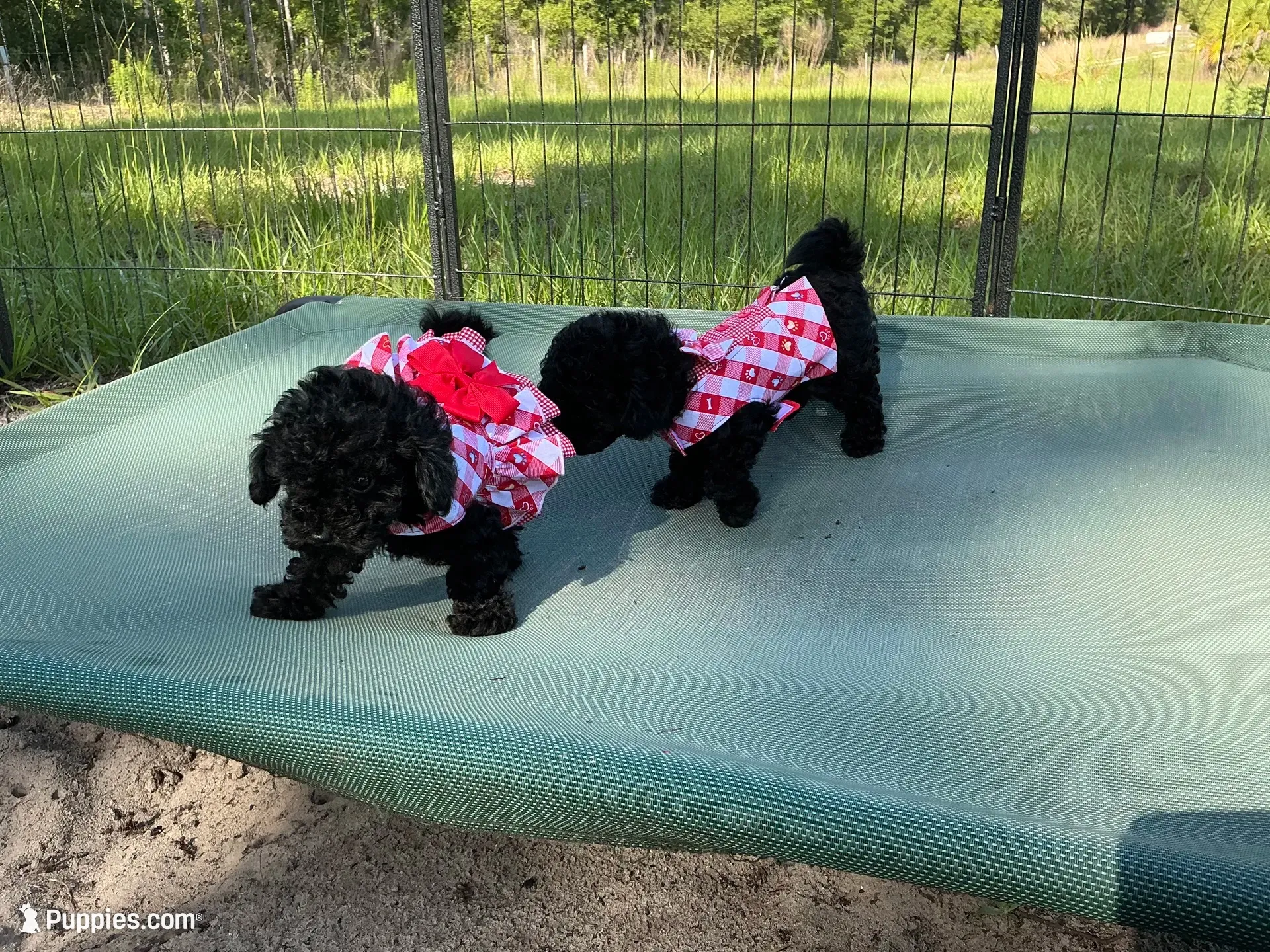 Tamara, a female Poodle - Toy  for sale in Chiefland, FL – 8 of 9