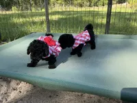 Tamara, a female Poodle - Toy  for sale in Chiefland, FL – 5 of 5