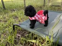 Tamara, a female Poodle - Toy  for sale in Chiefland, FL – 7 of 9