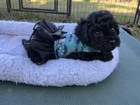 Tamara, a female Poodle - Toy  for sale in Chiefland, FL – 3 of 5
