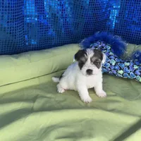 Bijoux, a female Yorkipoo and Poodle - Toy  for sale in Chiefland, FL – 2 of 7