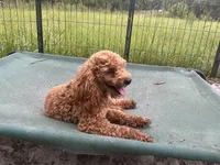 Ragu, a male Poodle - Miniature  for sale in Chiefland, FL – 2 of 4
