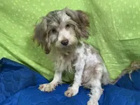 Chocolate Chip, a male Yorkipoo and Poodle - Miniature  for sale in Chiefland, FL – 3 of 5