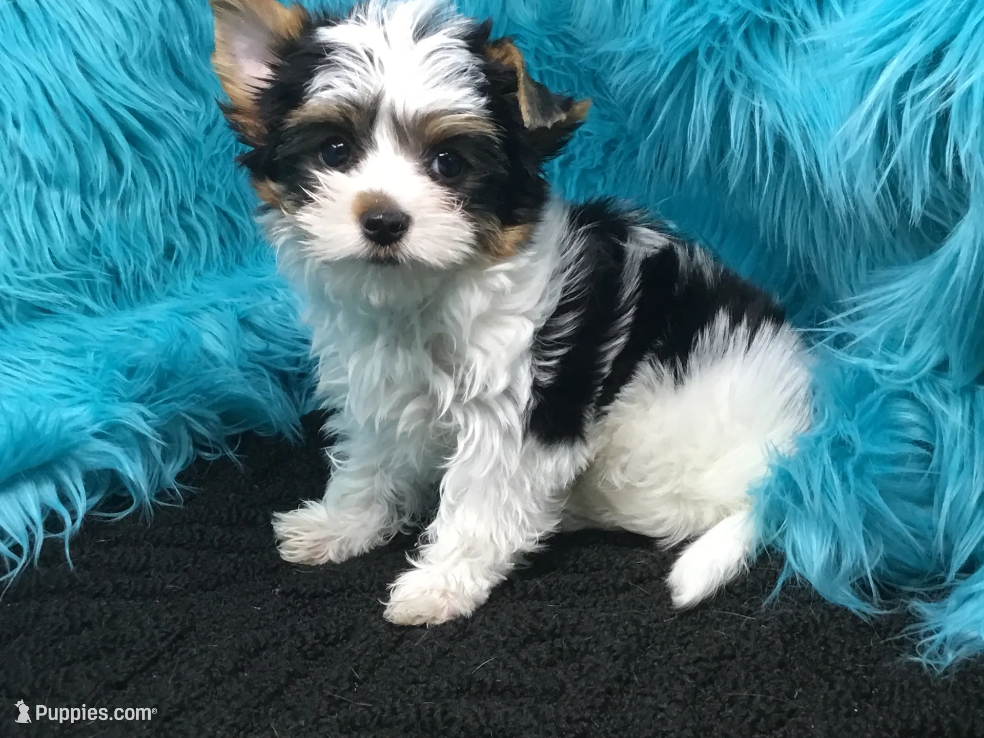 Panda, a female Yorkshire Terrier for sale in Chiefland, FL – 5 of 5