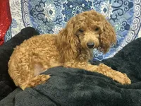 Ragu, a male Poodle - Miniature  for sale in Chiefland, FL – 2 of 3